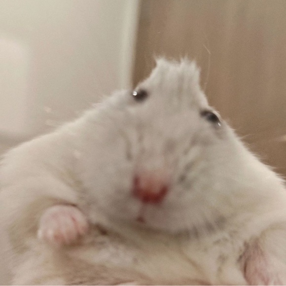 Meet your Posher, Johnny - Picture 1 of 1